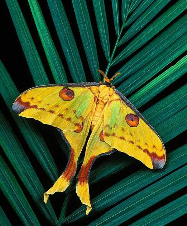 有哪些像蝴蝶一样好看的蛾子