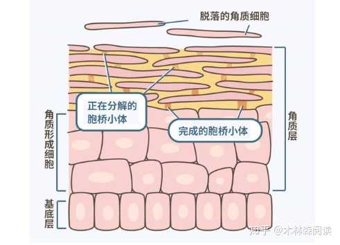 皮肤分为表皮,真皮,皮下组织,而角质层可以说是表皮的最外层结构了