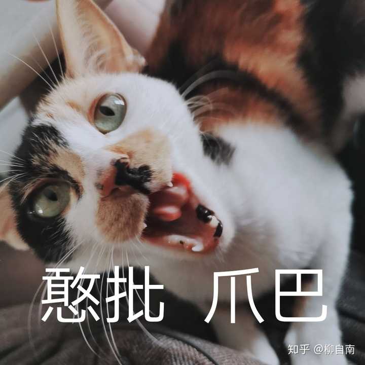 (再放点sb表情包,似乎爱许兰是暴躁老哥猫设