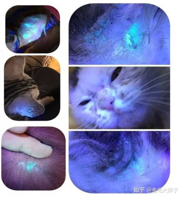 猫藓长什么样子的?