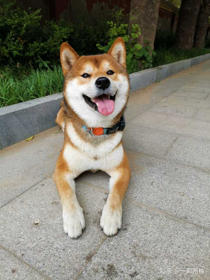 我家柴犬胸毛怎么不白 还有两条黄棕的围脖 刚满四个月?