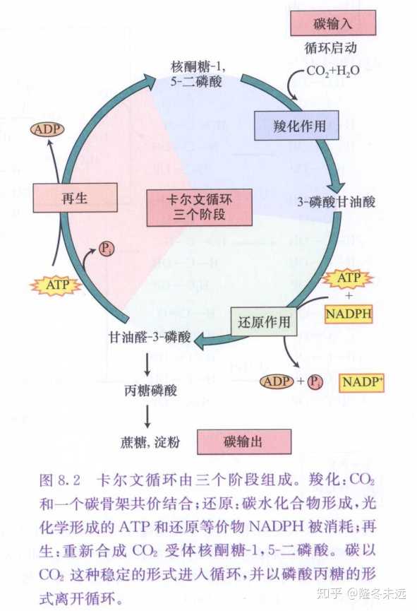 为什么酶的专一性决定暗反应在叶绿体基质进行