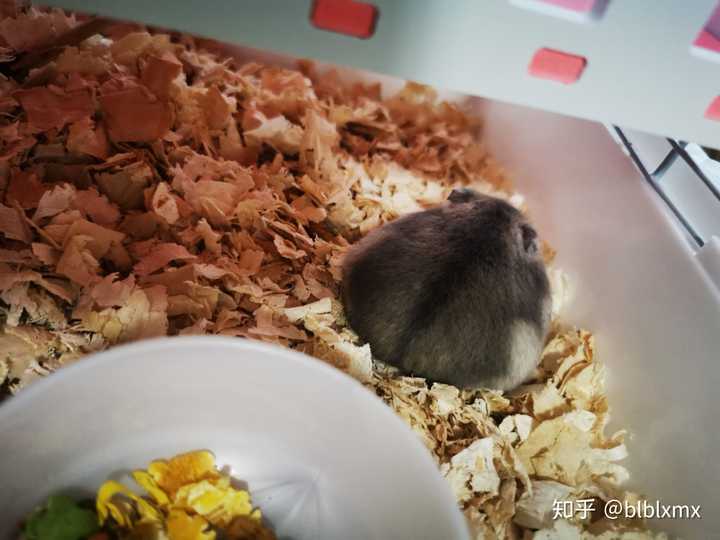 新手要养容易躺手温顺的仓鼠有哪些?原生.布丁.紫仓.银狐哪个更适合?
