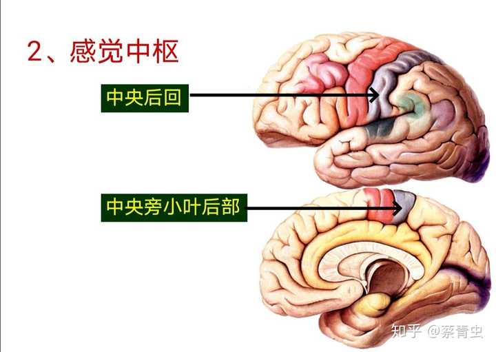 感觉中枢内不同的区域整合形成各个位置的感觉.