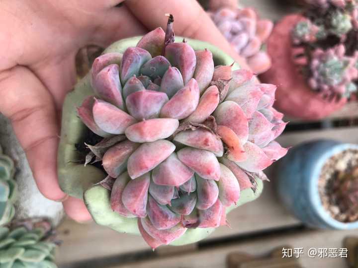 多肉植物你们最喜欢购买哪种? - 知乎