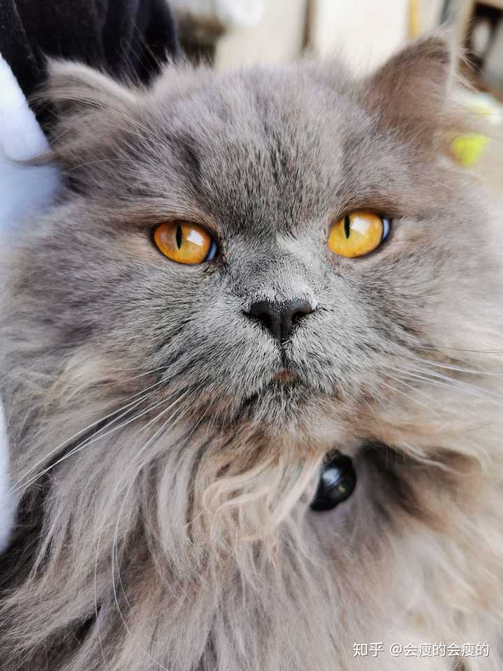 养英国长毛猫是怎样的体验?