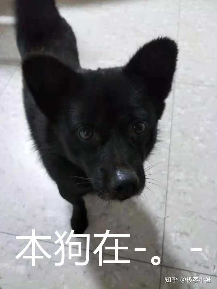 养的黑色土狗一岁了越看越怀疑品种求大神指点迷津是中华田园犬吗