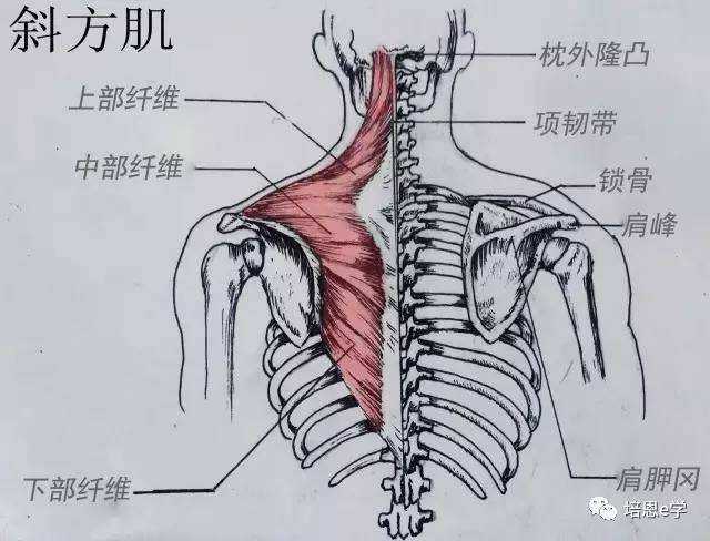 但是有时候跟胖有很大关系,你能摸到的斜方肌不一定都是肌肉,有可能是