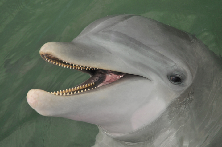 海豚牙齿 来源:dolphins.org