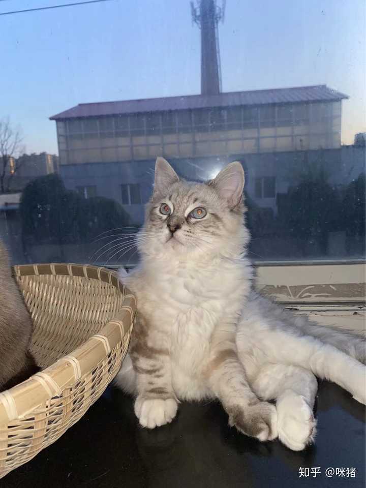 我家这是重色布偶猫猫吗
