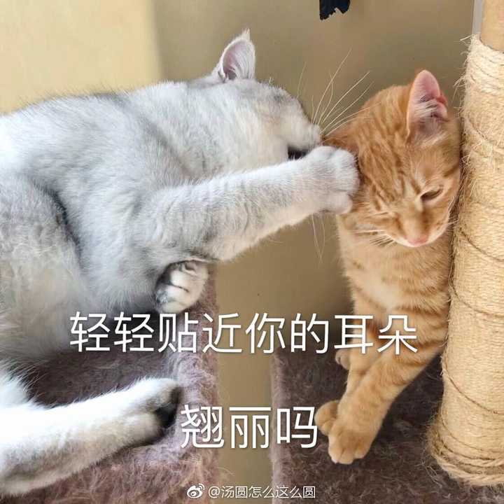 不邀而来,毕竟我是一个拥有上万猫咪表情包的人……怎么说呢,不是装萌
