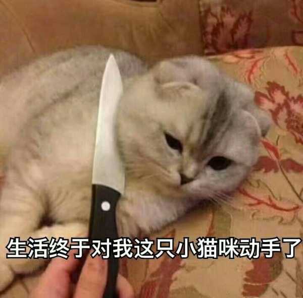 有哪些可爱到哭泣的猫咪图片或者表情包?