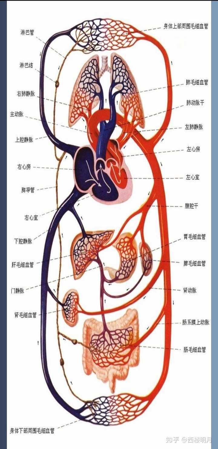 大小循环:左心房→左心室→主动脉→上周动脉/腹腔干动脉/肾动脉