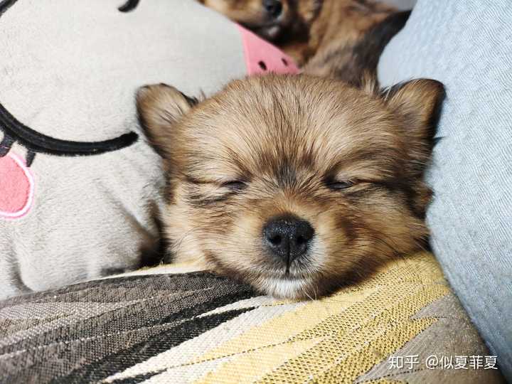 你家小动物有哪些「睡得真香」的睡姿?