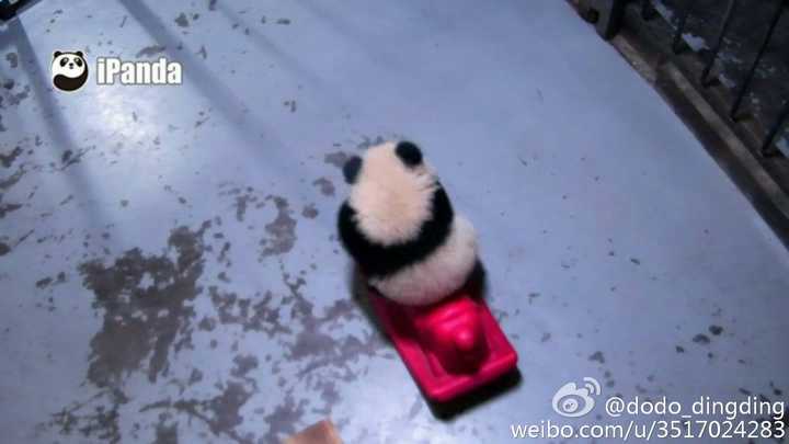 你有哪些熊猫 背影的萌图?