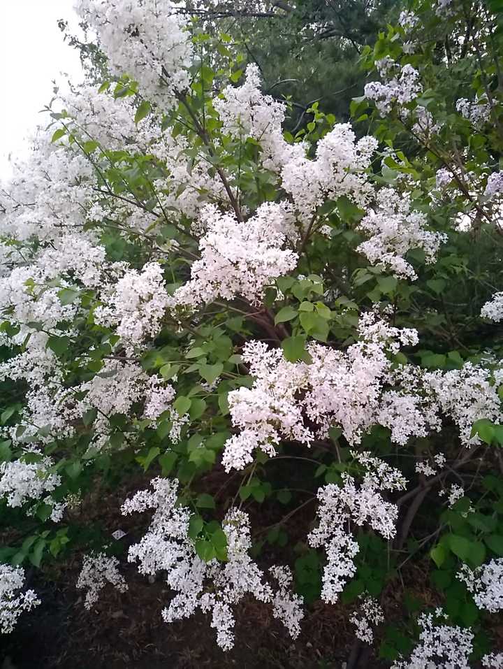 石楠花闻起来有精液的味道,为什么很多学校种石楠花?