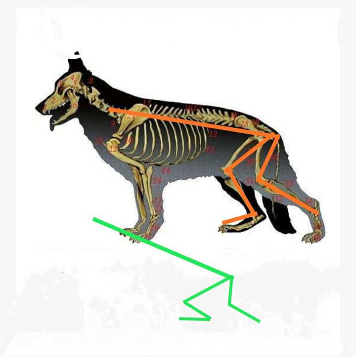 橙色是一般德牧后腿骨结构透视.