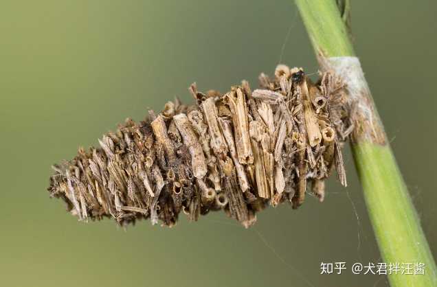 蓑蛾/bagworm moth吧 鳞翅目lepidoptera蓑蛾科psychidae的 很萌的