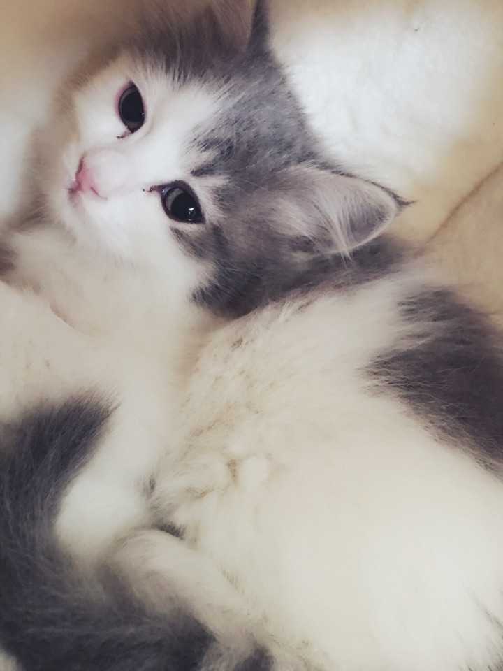 原文 这是我家果冻,刚刚一个半月的小姑娘,混血美女