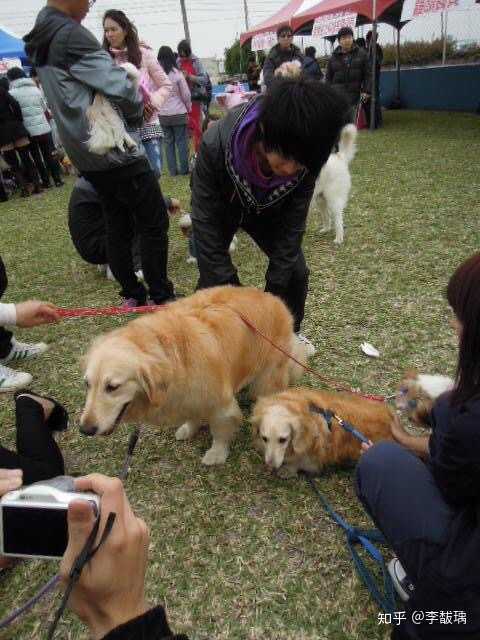 有可能将金毛猎犬和腊肠杂交吗?