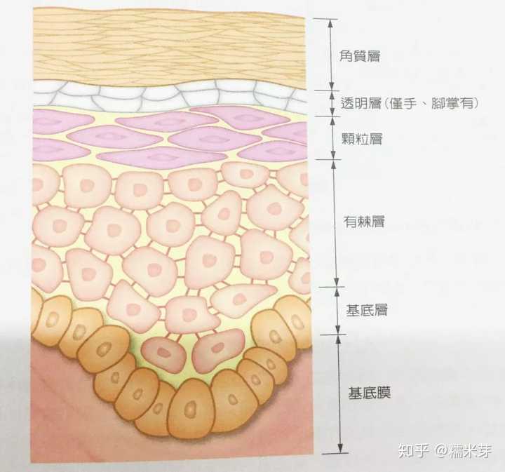 皮肤表皮层结构图丨图片来源于《化妆品概论》 灵魂拷问:你每年花多少