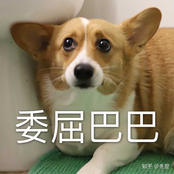 狗狗咧嘴真的是在笑吗?