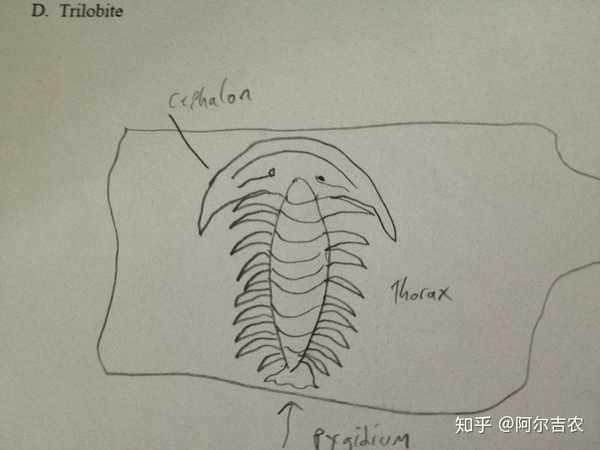 这几个大概还有形态,就是总觉得三叶虫表情很复杂