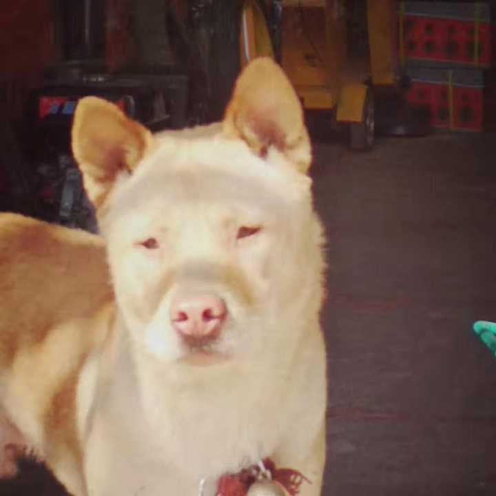 现在的土狗都没人要吗?