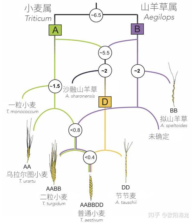 小麦的物种起源在何方