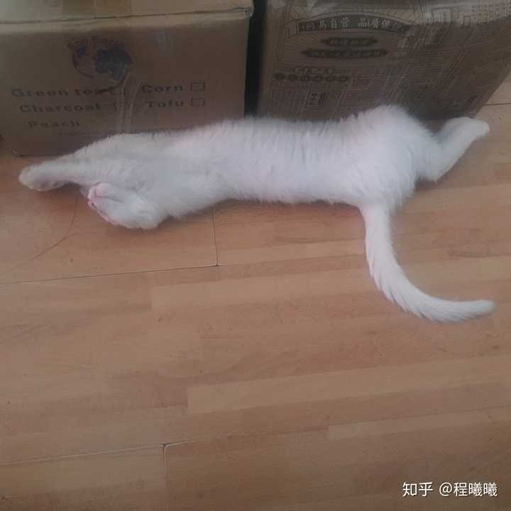 好长一条猫