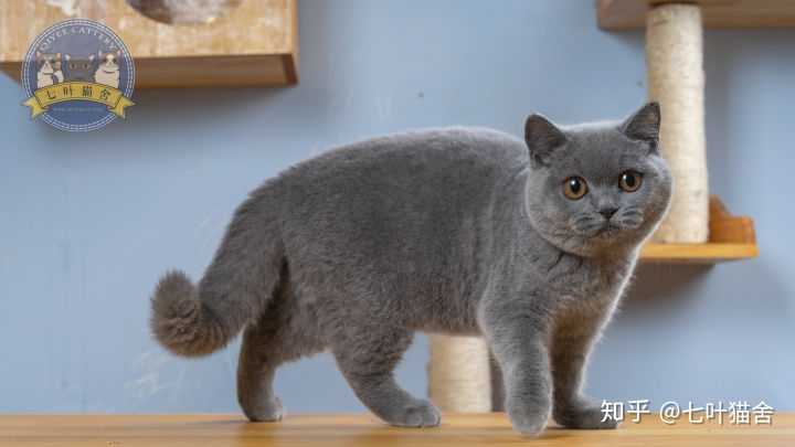 市面上很多蓝猫已经变成了"灰猫" 纯种英短蓝猫的毛色是越浅越好