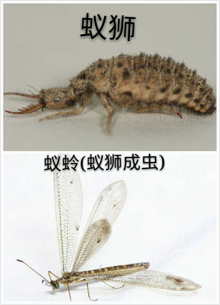 百度,如有侵权请告诉我,我删掉 蝼蛄,特点是前足特化成强壮的开掘足