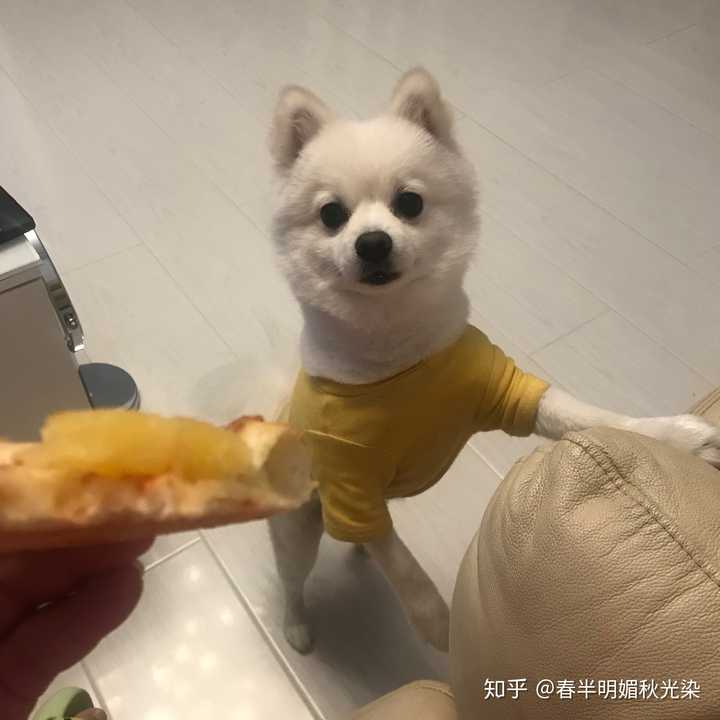 是不是所有博美都适合俊介发型?