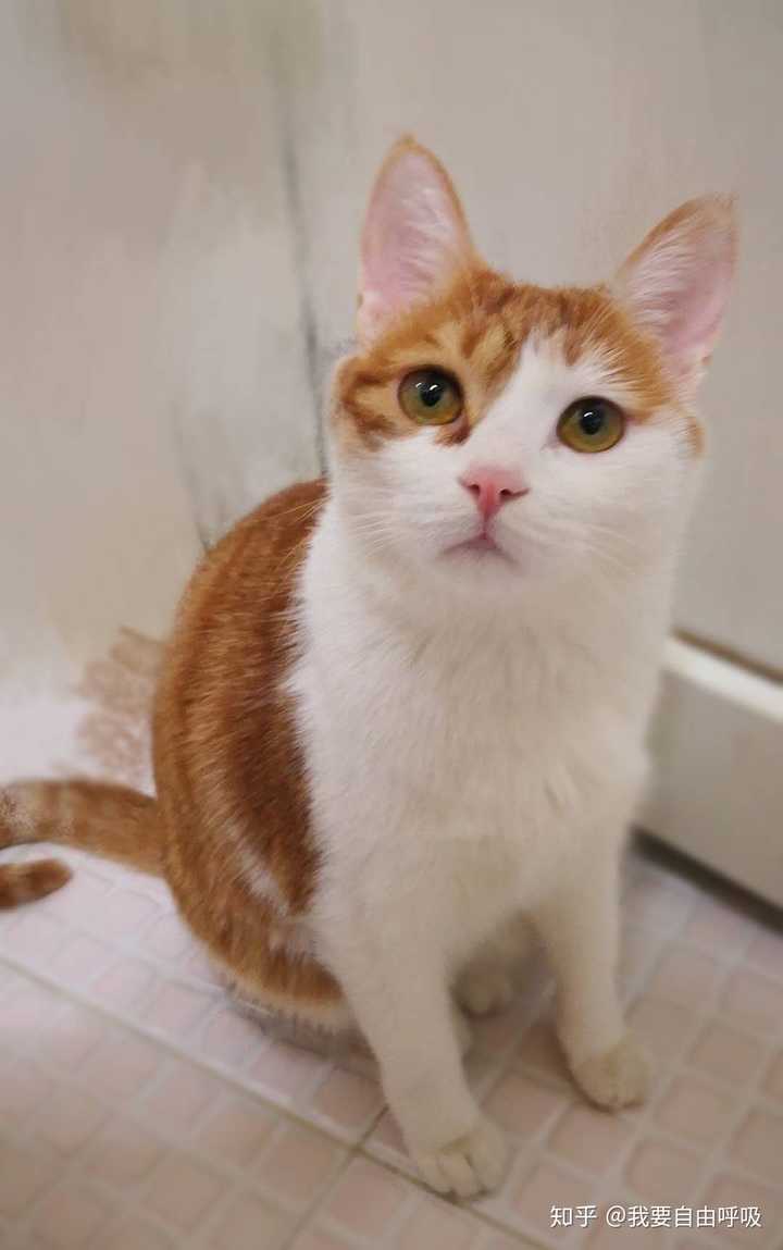 养品种猫和土猫的体验会有多大不同?