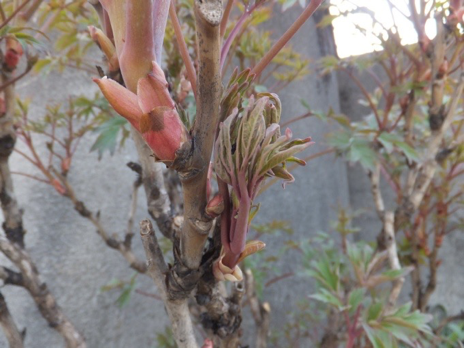 第二年直接从枝条上长新叶开花,所以牡丹有一个名字叫木芍药,这个就是