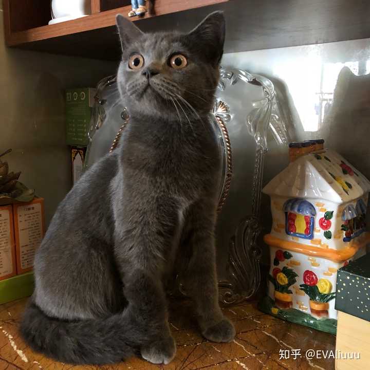 英短蓝猫脸超尖怎么破?