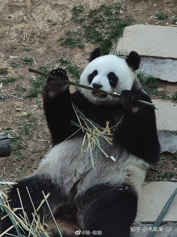 大熊猫皓月是不是颜值最高的熊猫?