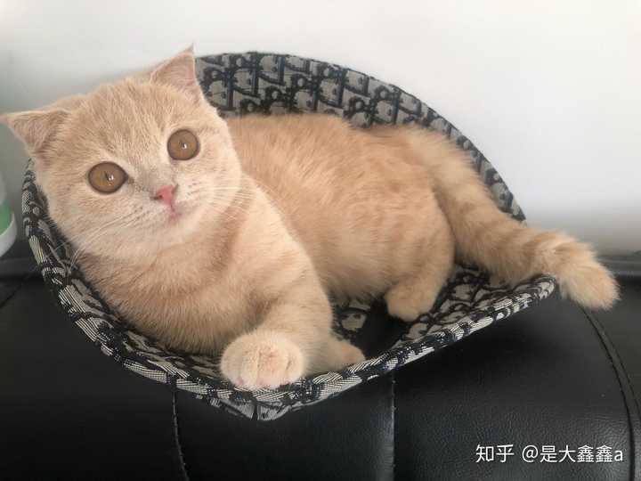 买到一只橘色英短是什么体验?