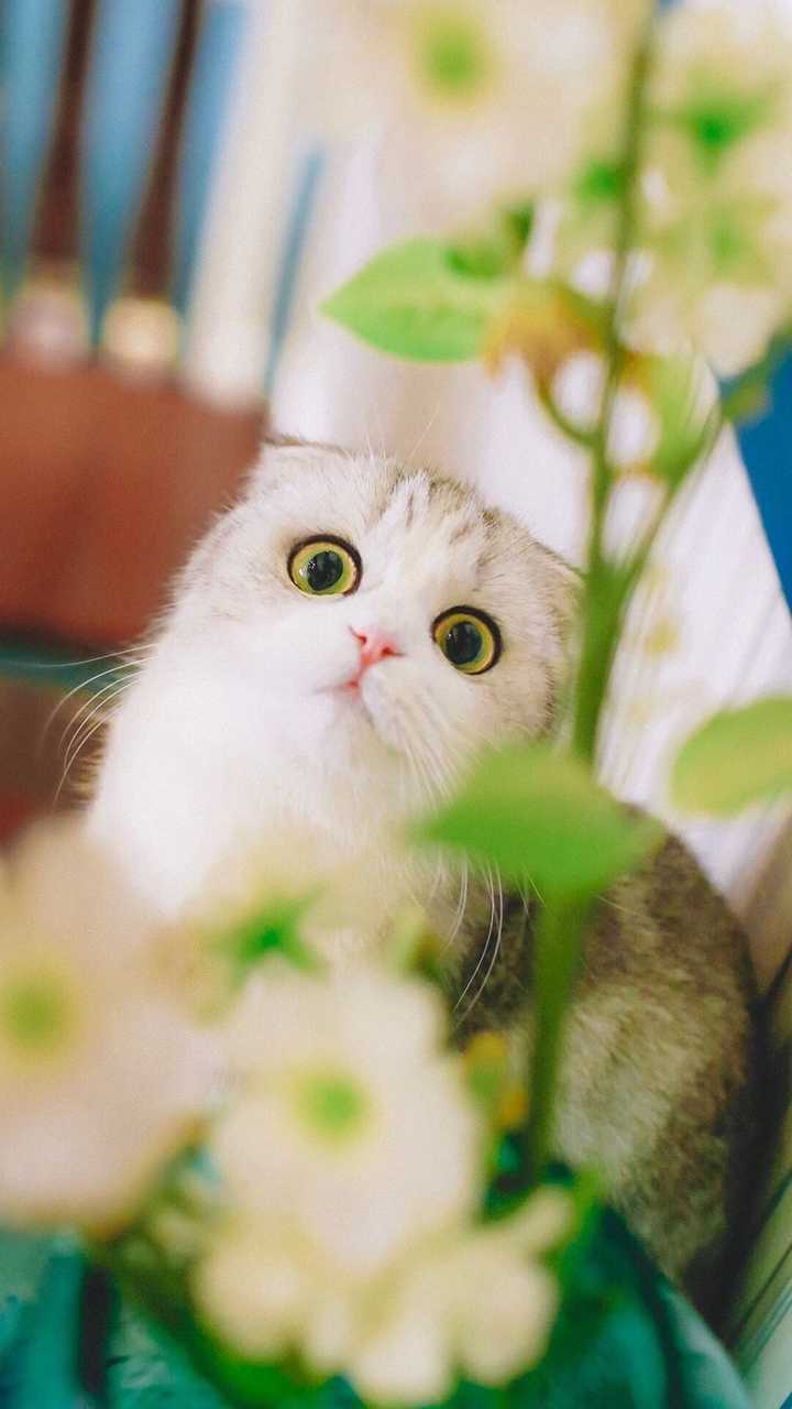 你见过最萌的图片是什么样的?