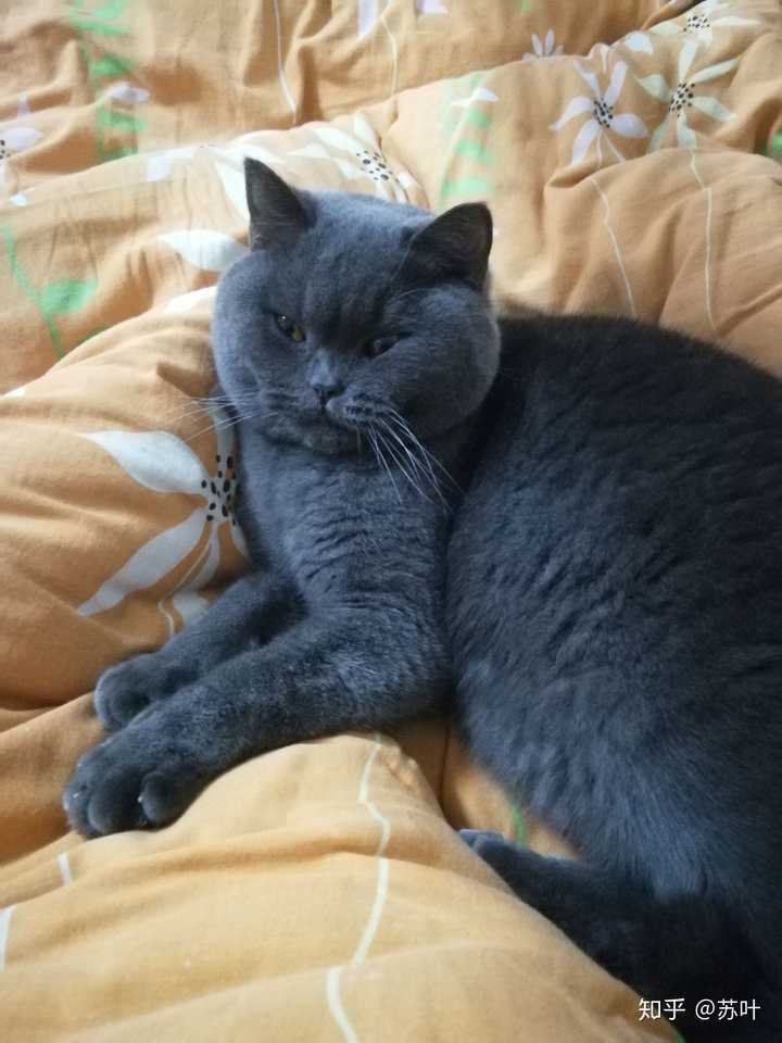 想养一只英短蓝猫,想知道蓝猫的性格是怎样的的?它喜欢吃什么?