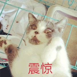 有哪些可爱到哭泣的猫咪图片或者表情包?