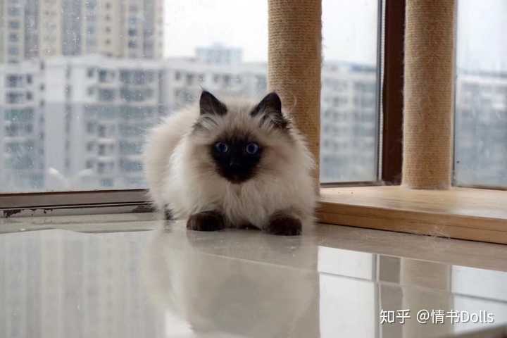 重点手套色布偶猫能和海双布偶猫可以繁殖吗?