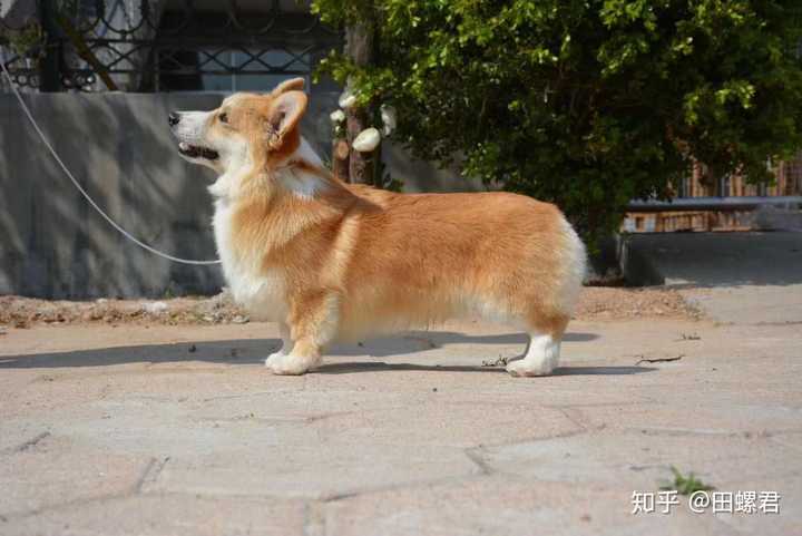 柴犬和柯基哪个好?