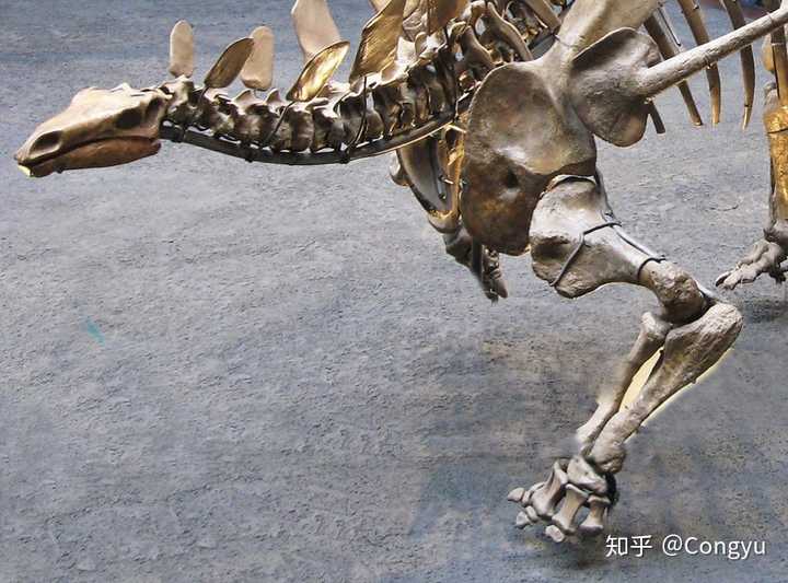 钉状龙kentrosaurus的前肢,指头都不长,不太可能有额外的功能