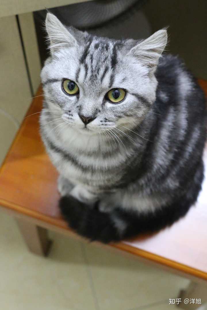 我想问问我家这只猫是英短还是美短?