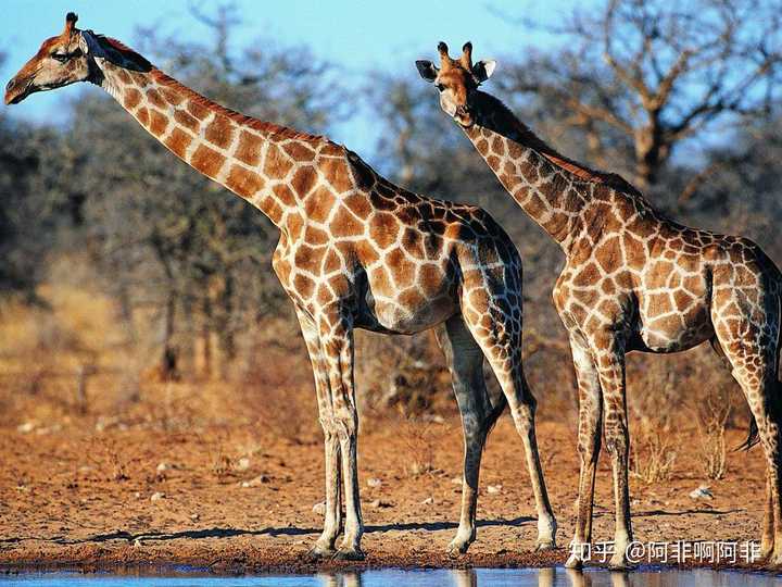 如果按照进化论来讲,长颈鹿的脖子是为了吃到高处的树叶而变长的