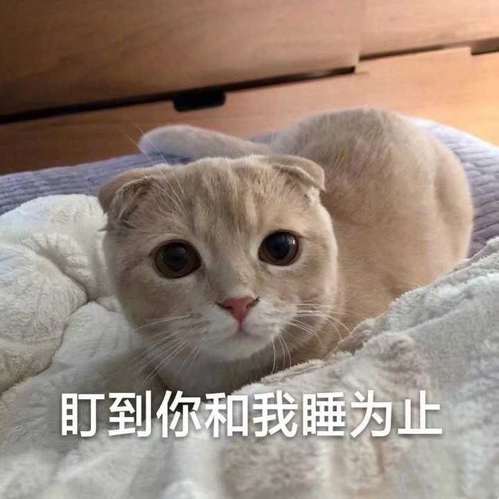 有哪些可爱的动物表情包?