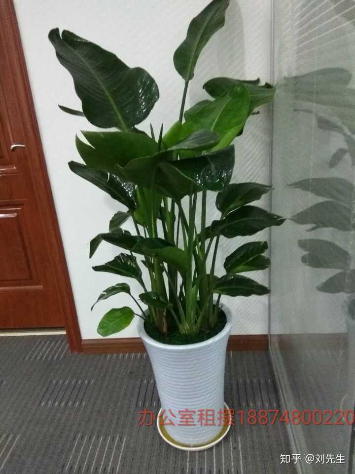 绿植要选叶片大又绿如"绿钻",绿叶多"绿萝""万年青",还有开花的"白掌"