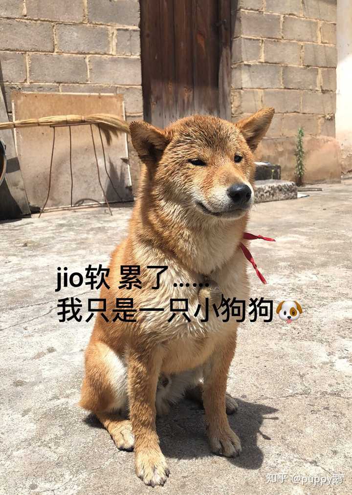 老二 旺仔,旺旺,3岁,纯正土狗血统,爱撒娇,叫声有点憋屈,喜欺负熊仔