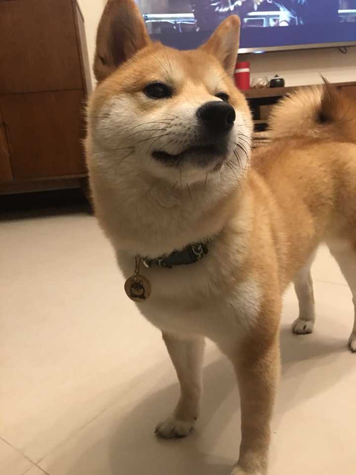 养柴犬是种怎样的体验?